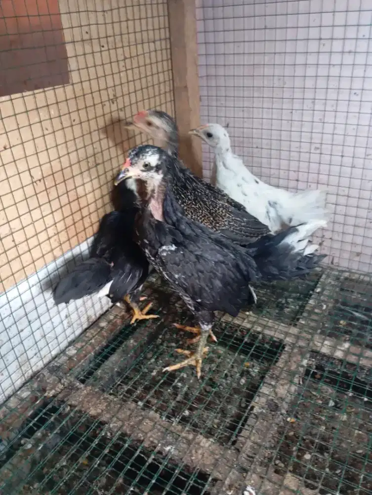 Ayam kampung anakan umur 2 bulan