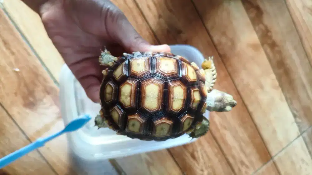 JUAL SULCATA 9CM UP