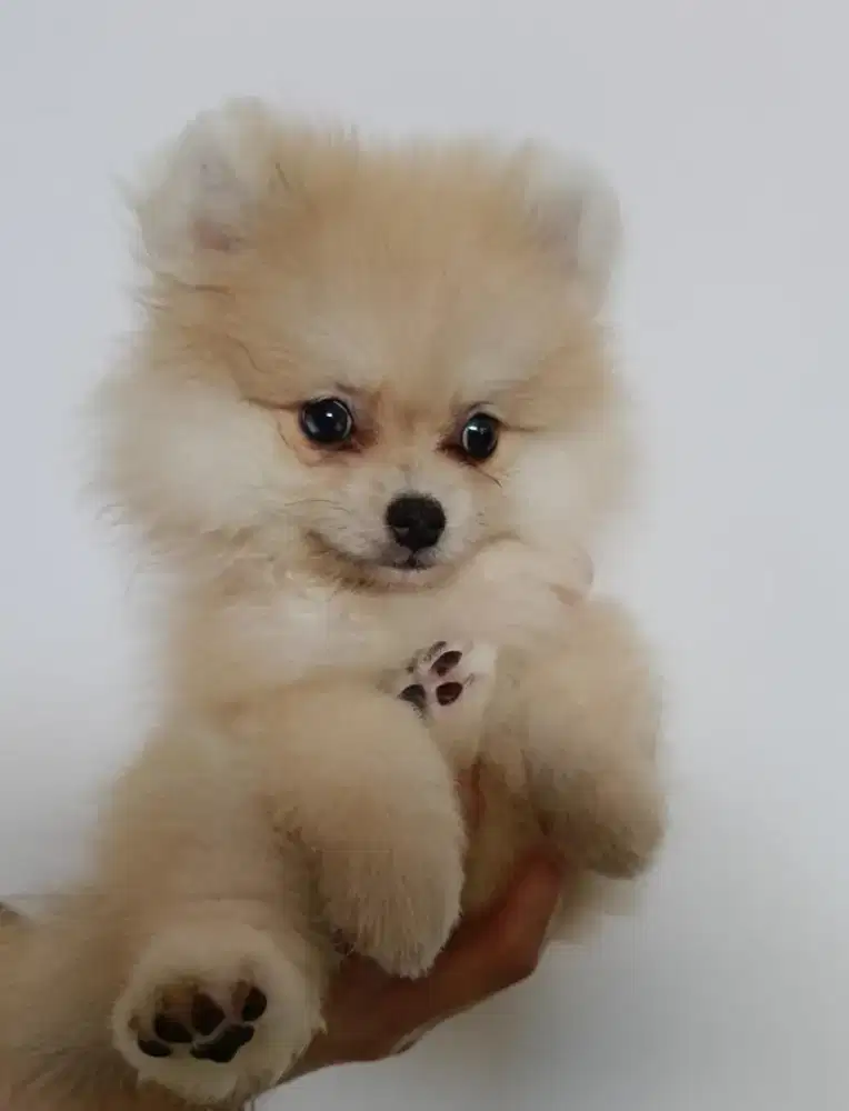 Anjing minipom 2 bulan stbm betina