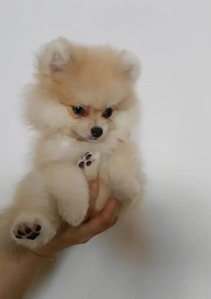 Anjing minipom 2 bulan stbm betina