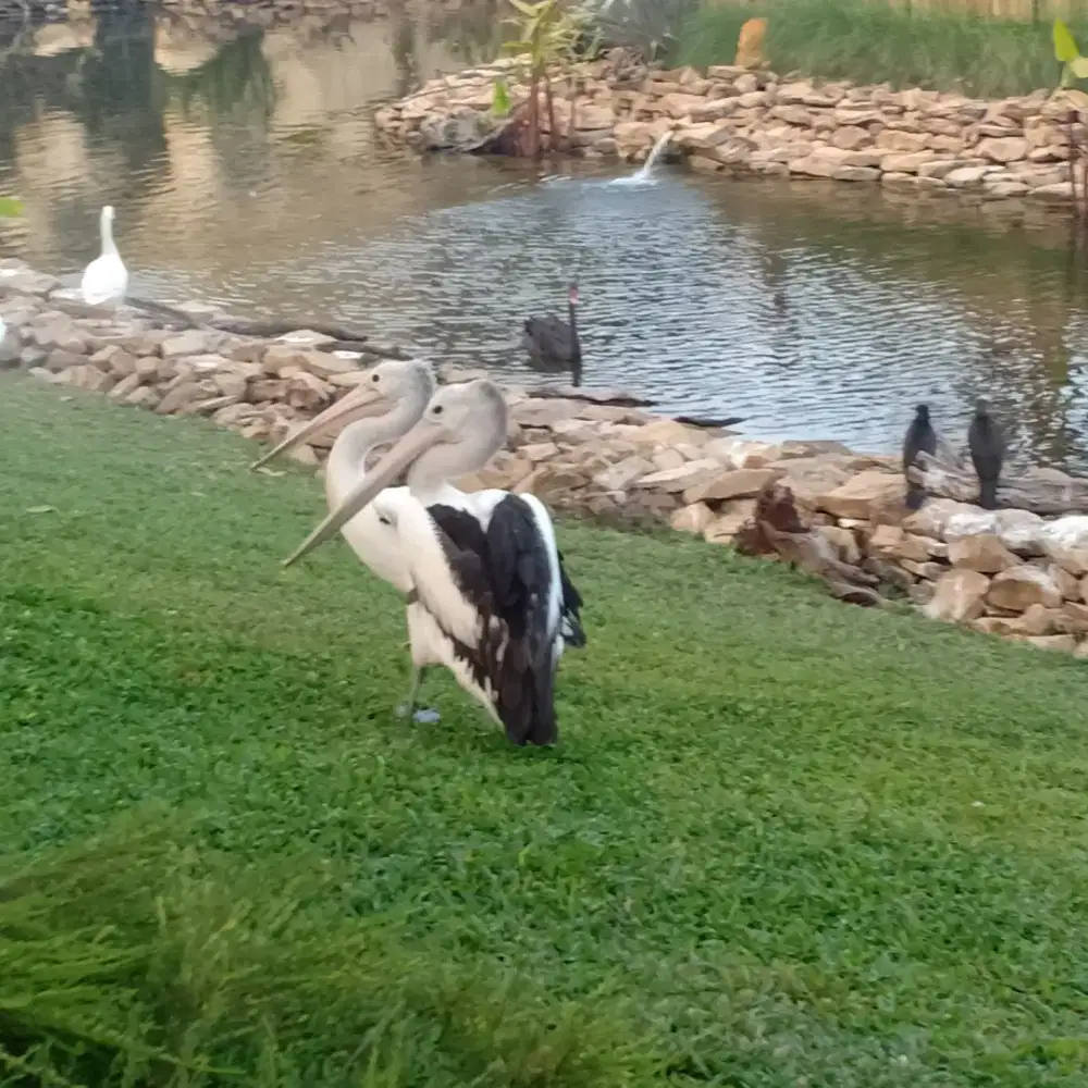 Lowongan Pekerjaan Pendamping Lansia (Pria)