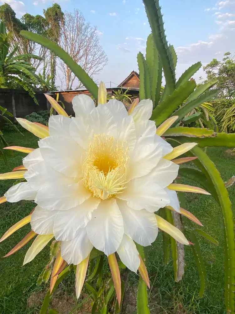 DI CARI SEPASANG SUAMI ISTRI diutamakan yang sudah berada di Bali .