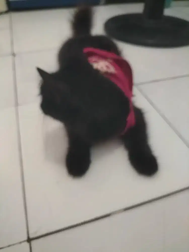 Open adopt Kucing Mixdom free