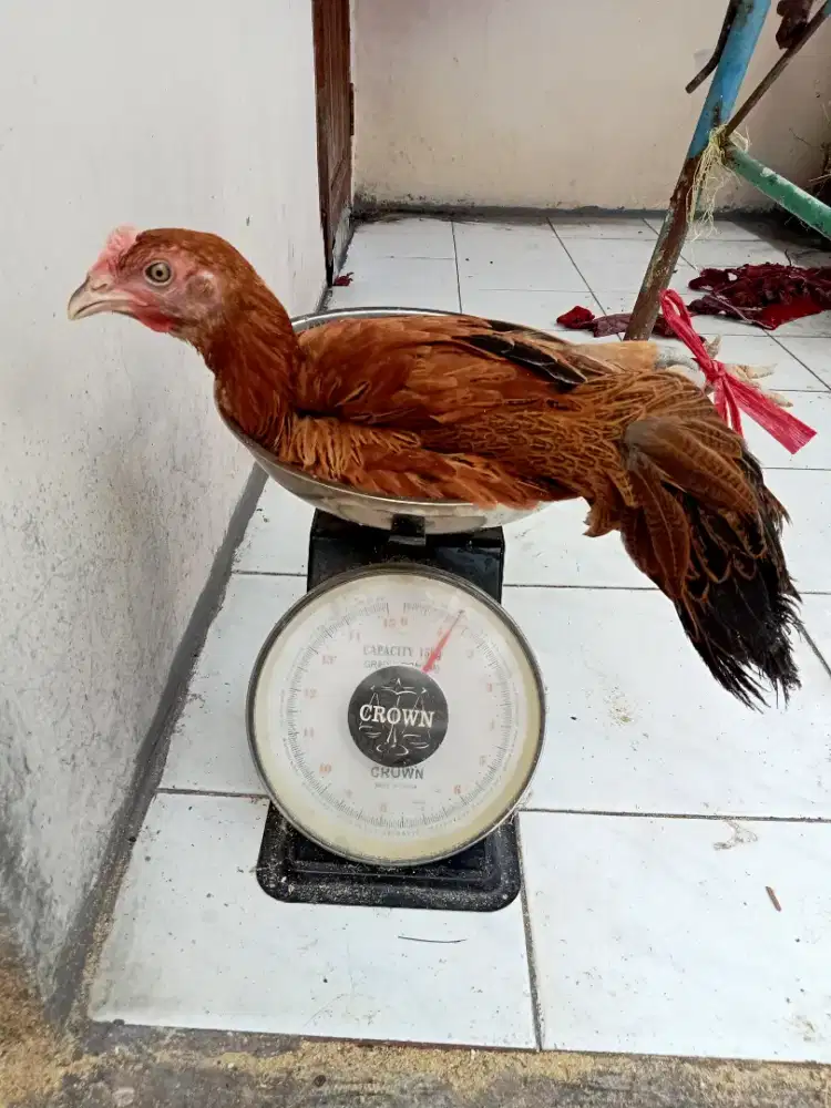 Jual dara pelung aslI