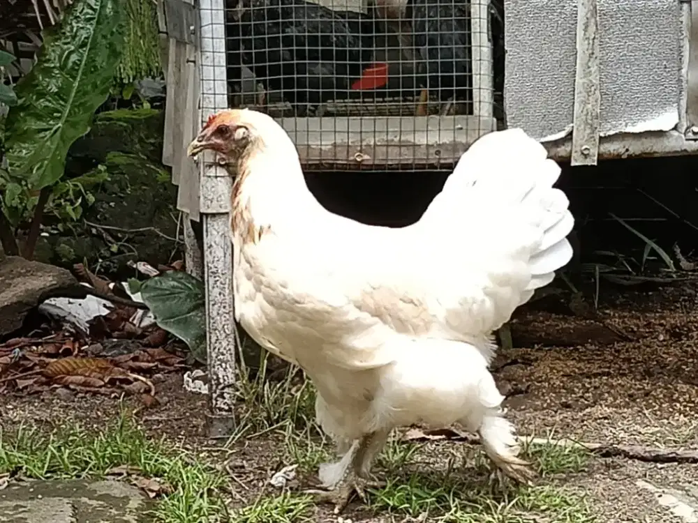 Ayam Hias Putih