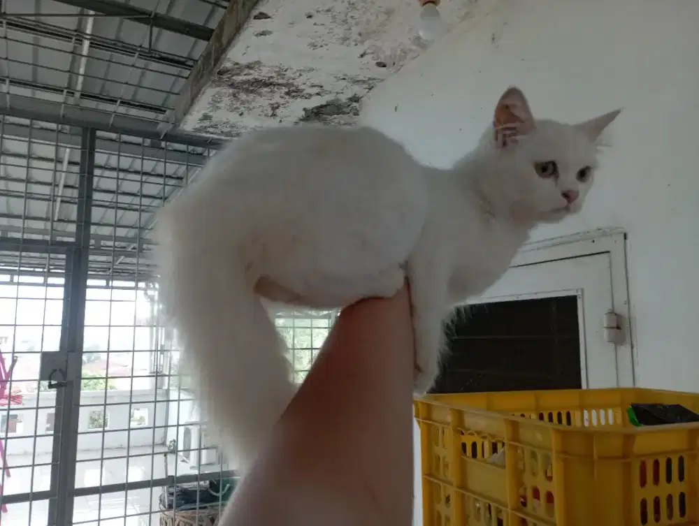 Kucing Persia Anakan Induk