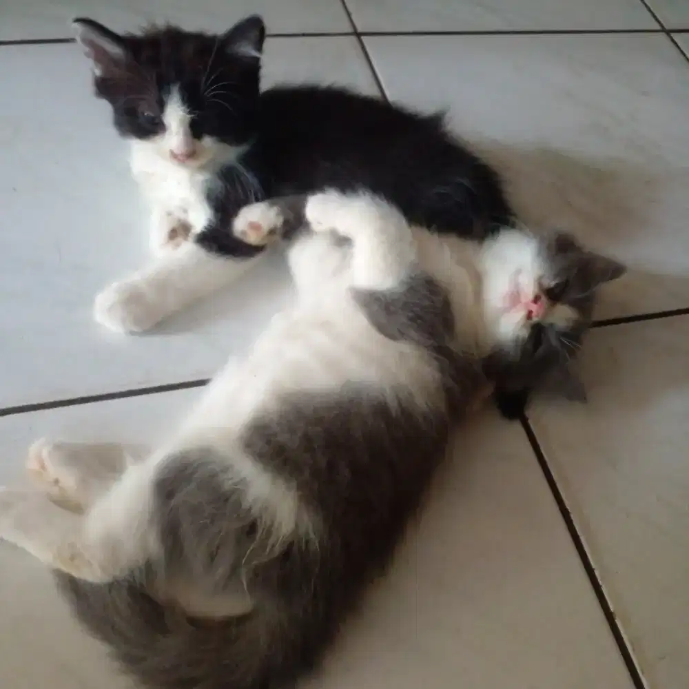 Kucing ras campuran domestik bulu halus