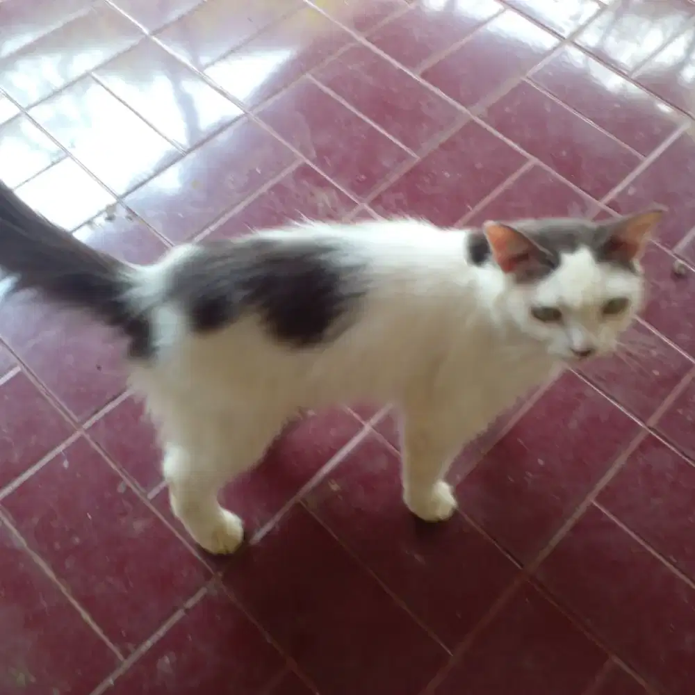 Kucing ras campuran domestik bulu halus