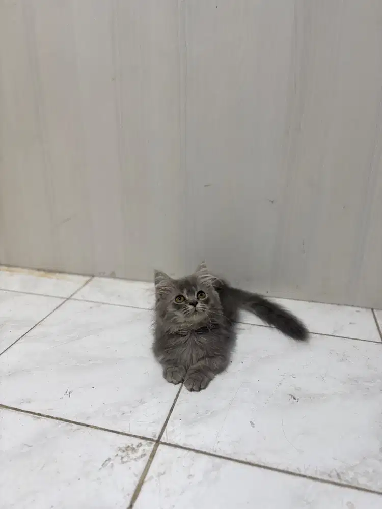 Munchkin longhair jantan