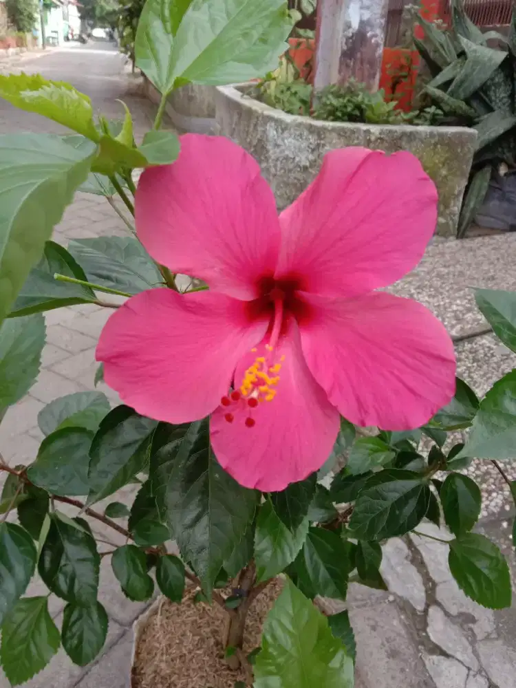 Tanaman Hias Kembang Sepatu Hibiscus