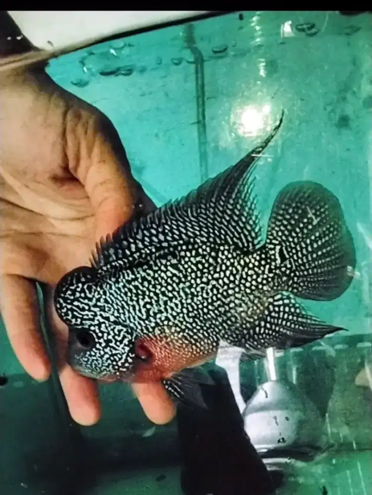 Louhan cencu jenong murah