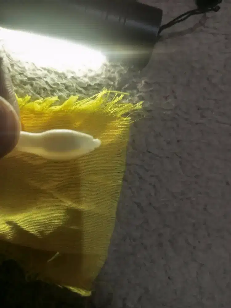 Fosil Batu mustika kuncup bunga melati