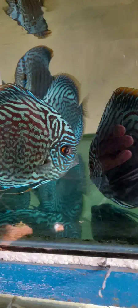 Ikan discus cakep