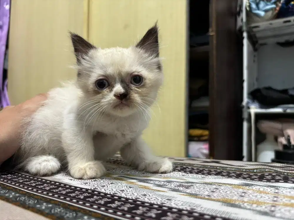 Kucing Kitten mix peaknose anggora