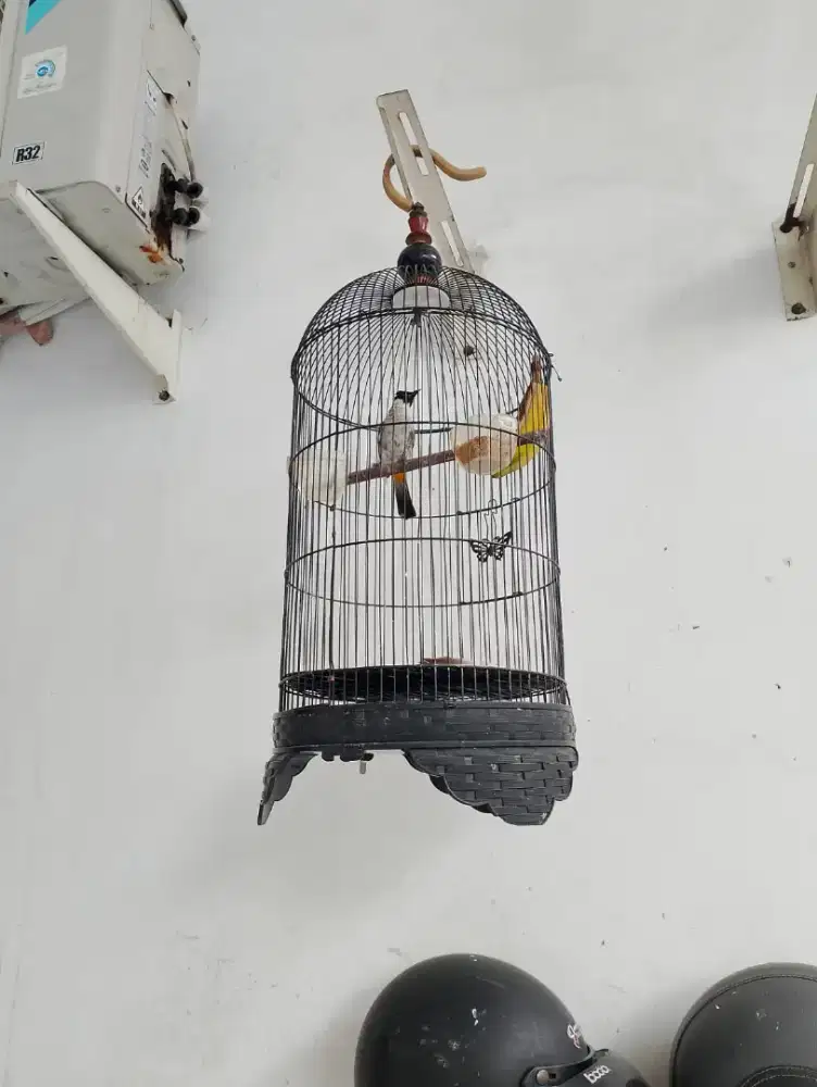 Kutilang gacoran  Fullset