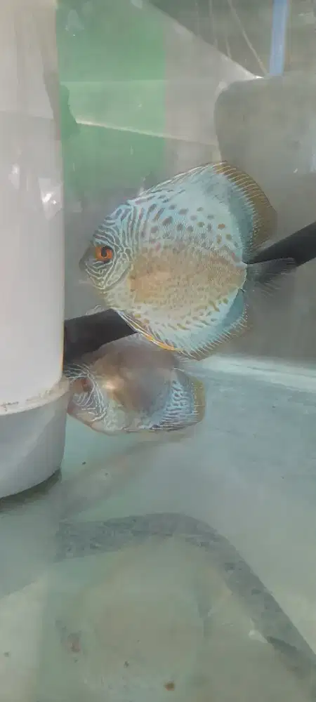 Burayak ikan discus