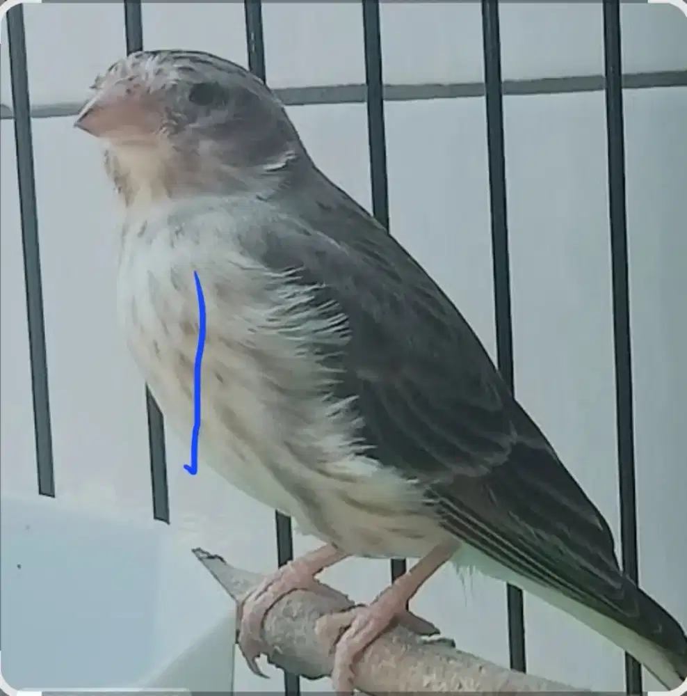 Burung sanger guacor fulset