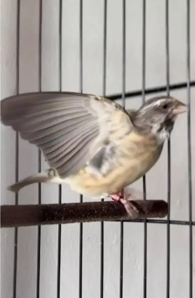 Burung blacktroot fulset