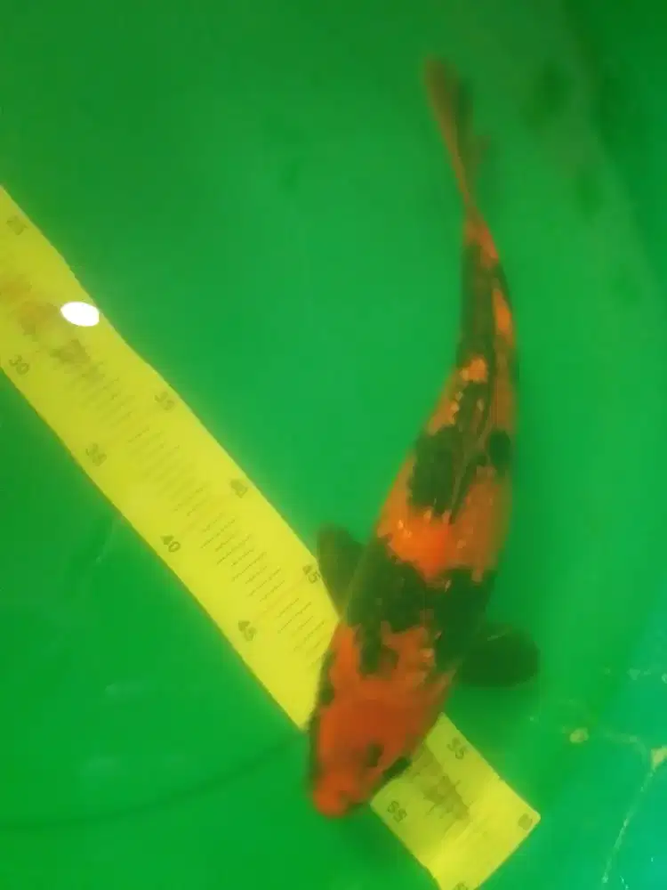 Ikan koi jenis Hi Utsuri Ginrin 38cm antik