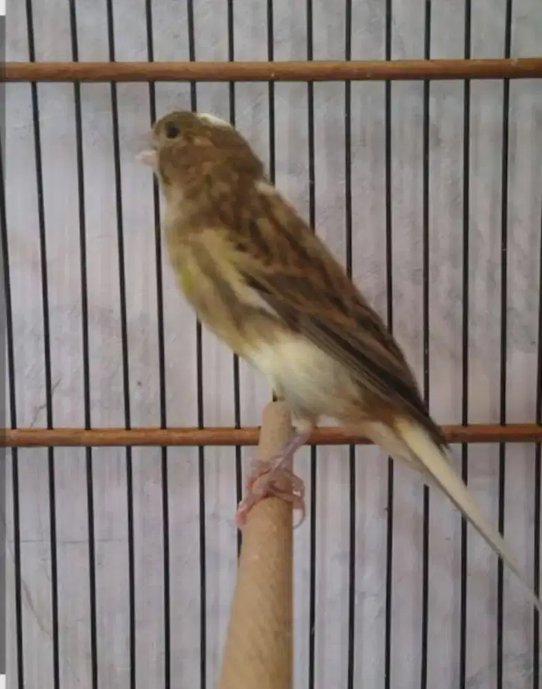 Burung kenari pullset