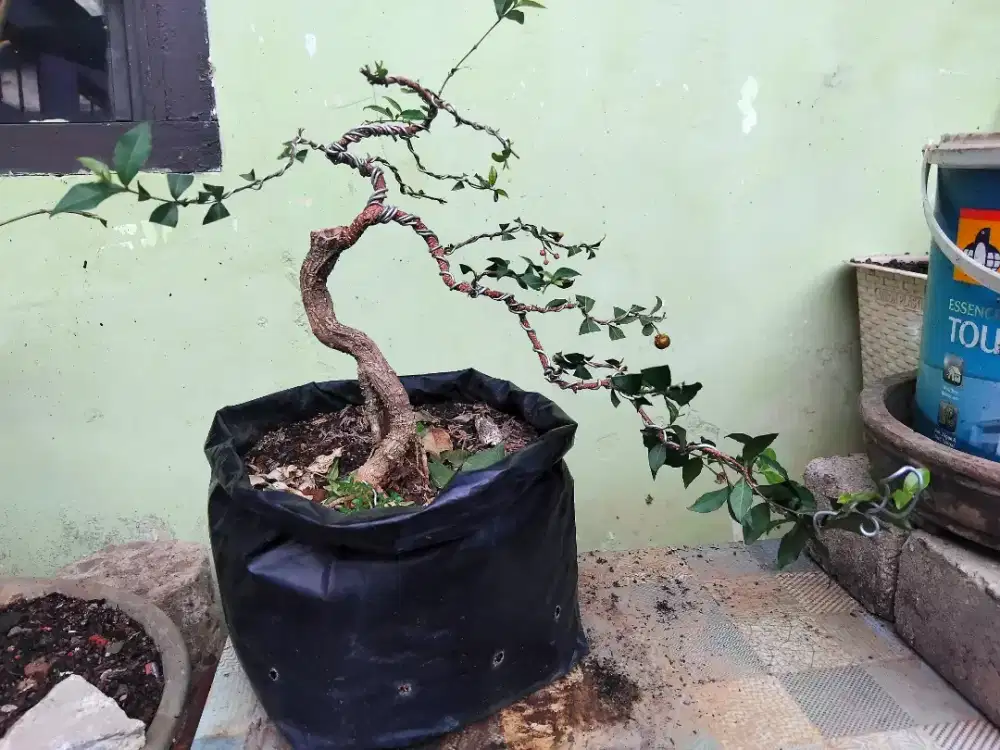 Bonsai sakura mikro