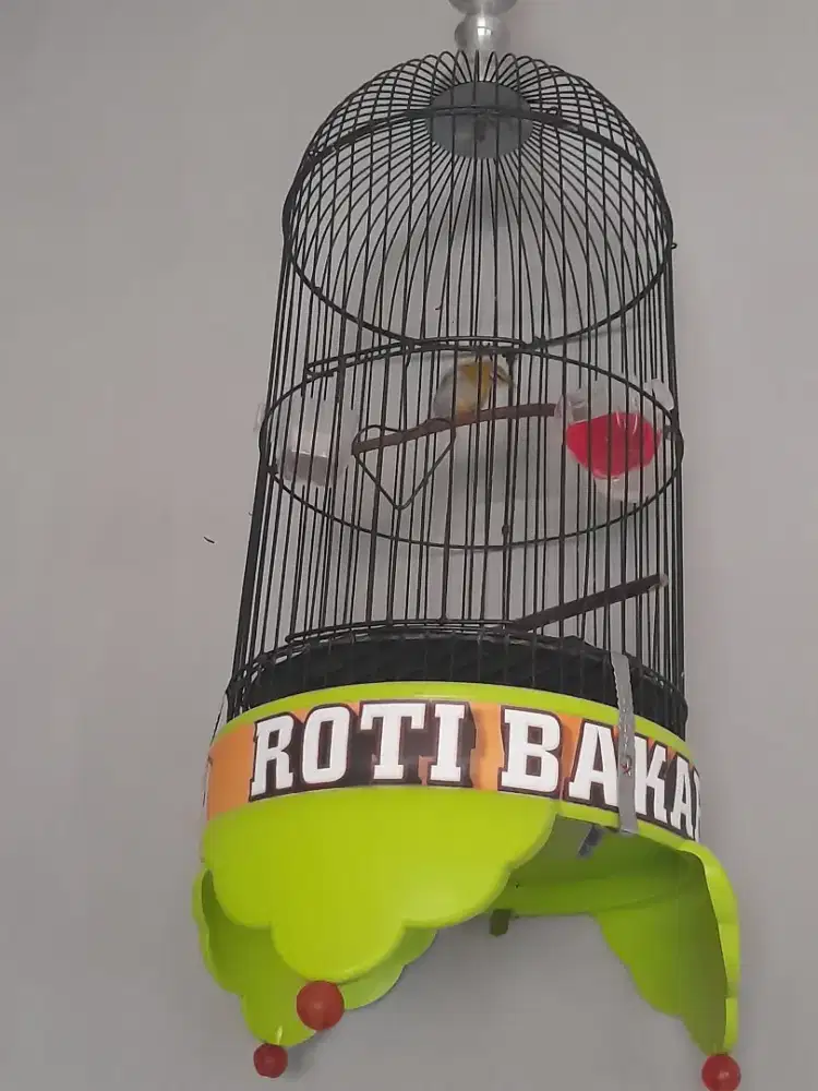 Pleci Buxtomi lokal burangrang