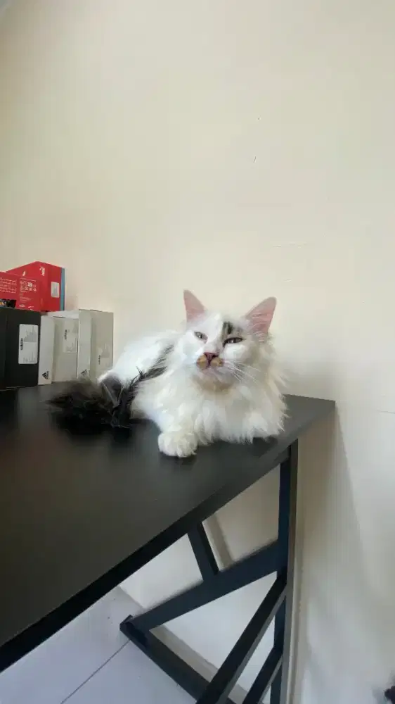 Kucing Persia Long Hair