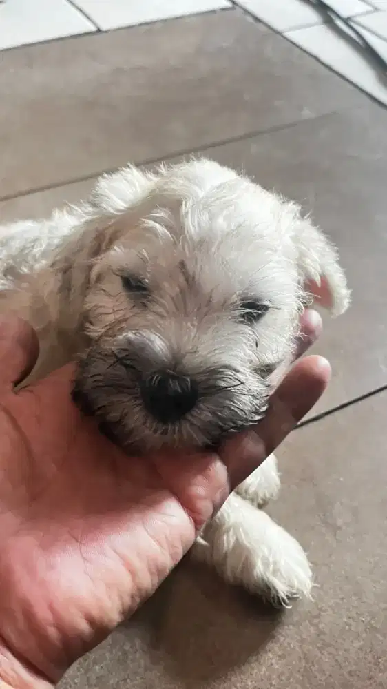 Anak puppy Schaunzen JANTAN