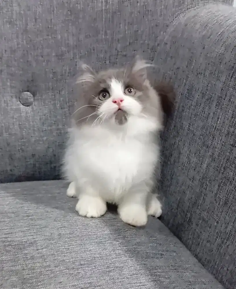 MUNCHKIN LONGHAIR