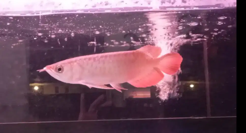 Arwana super red 27 cm