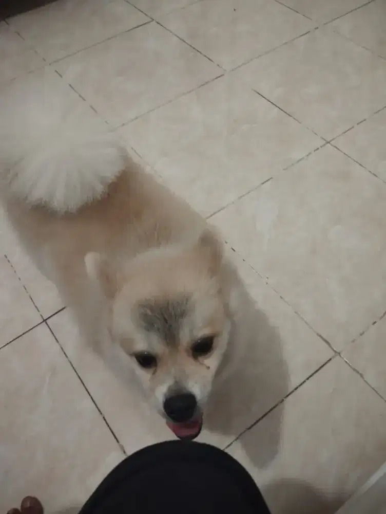 Anjing Pomeranian Medium