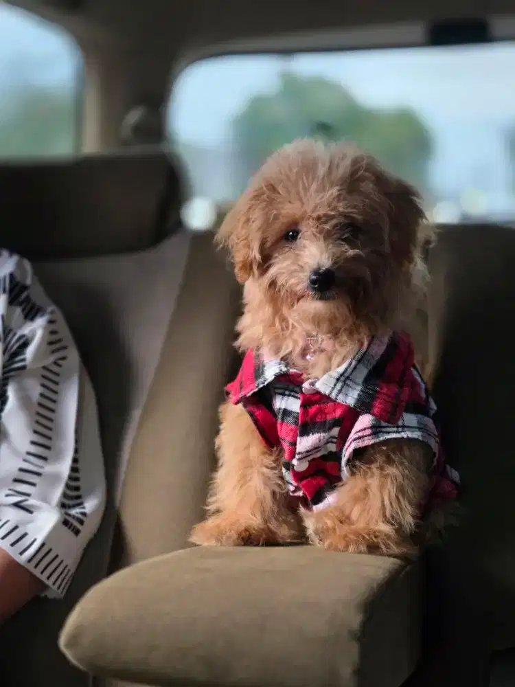 Anjing mix (Pomapoo)  Jantan DOB 17 sept 25