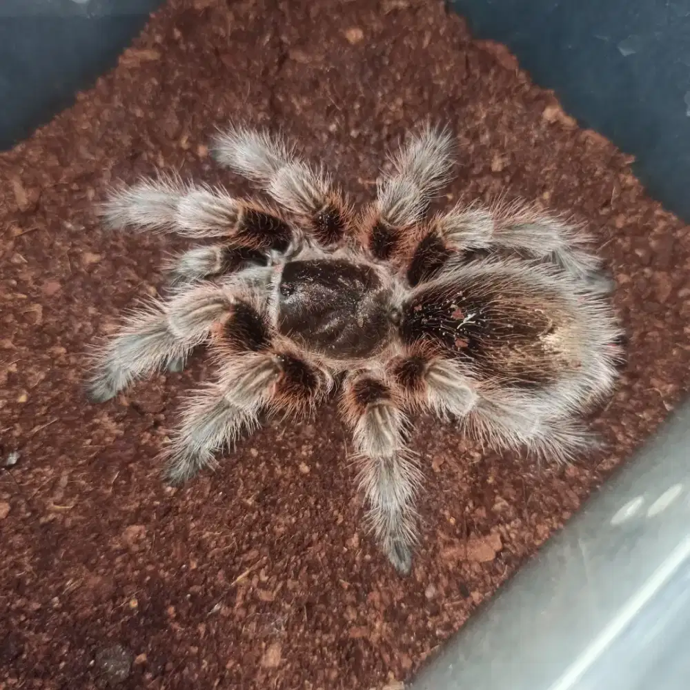 Jual Brachypelma Rosea