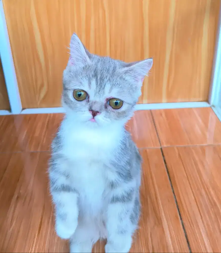 Kucing Munchkin peaknose Betina ( Cebol hidung pesek)