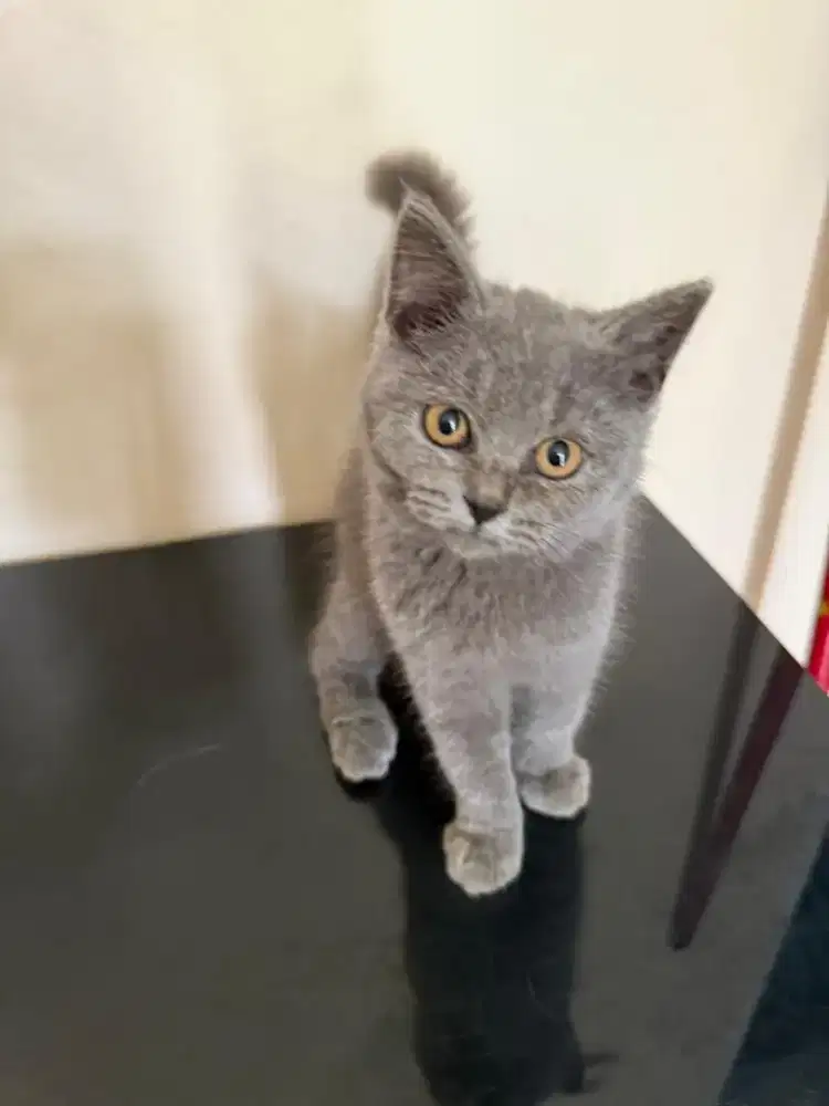 Kucing british short hair