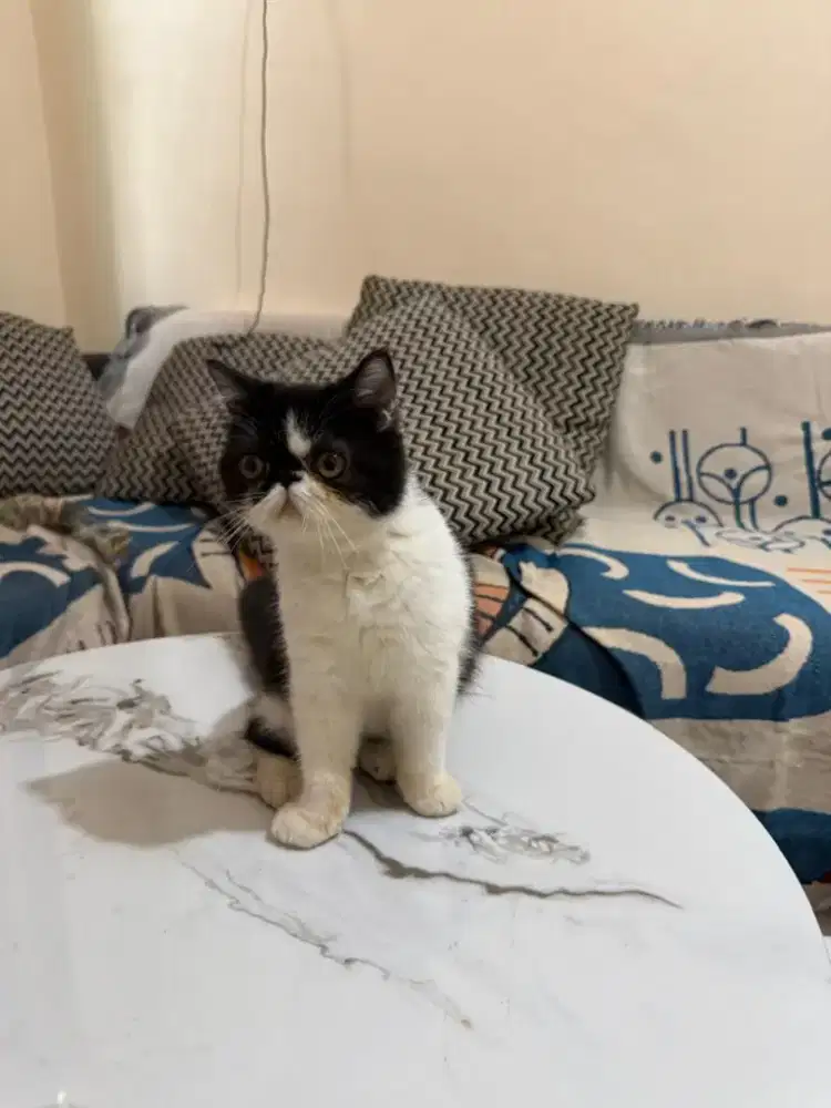 Kucing persia peaknose exo