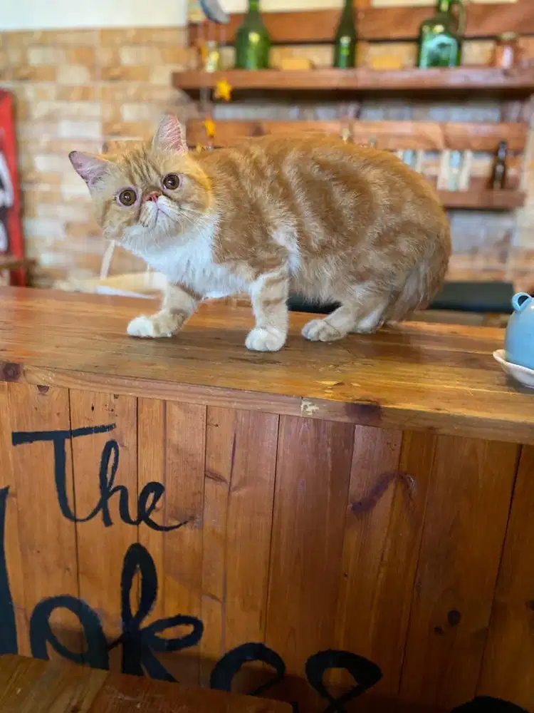 kucing persia peaknose