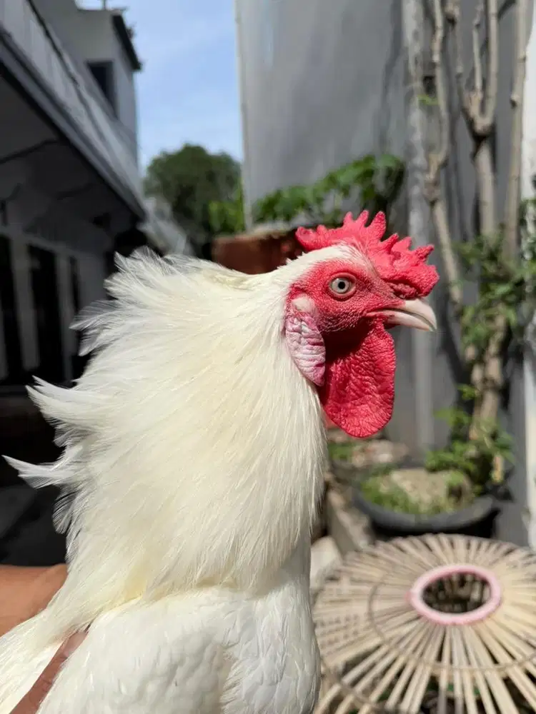 Ayam putih mata kristal