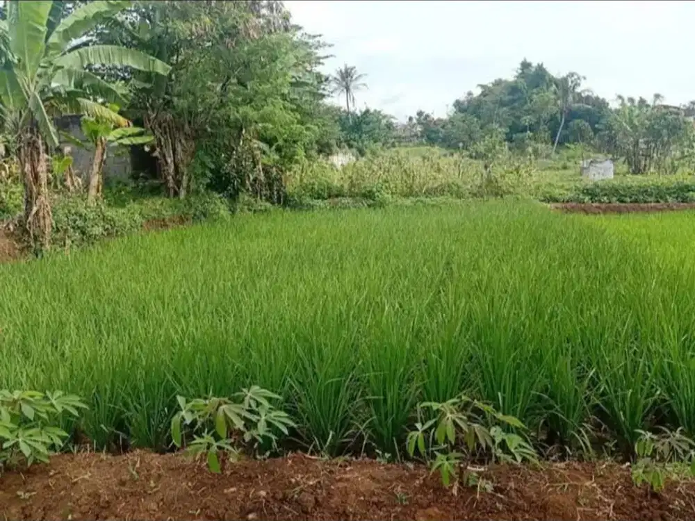 Dijual Tanah Cocok untuk Kosan atau Tempat Tinggal Lokasi di Jatinangor Dekat Unpad Bandung