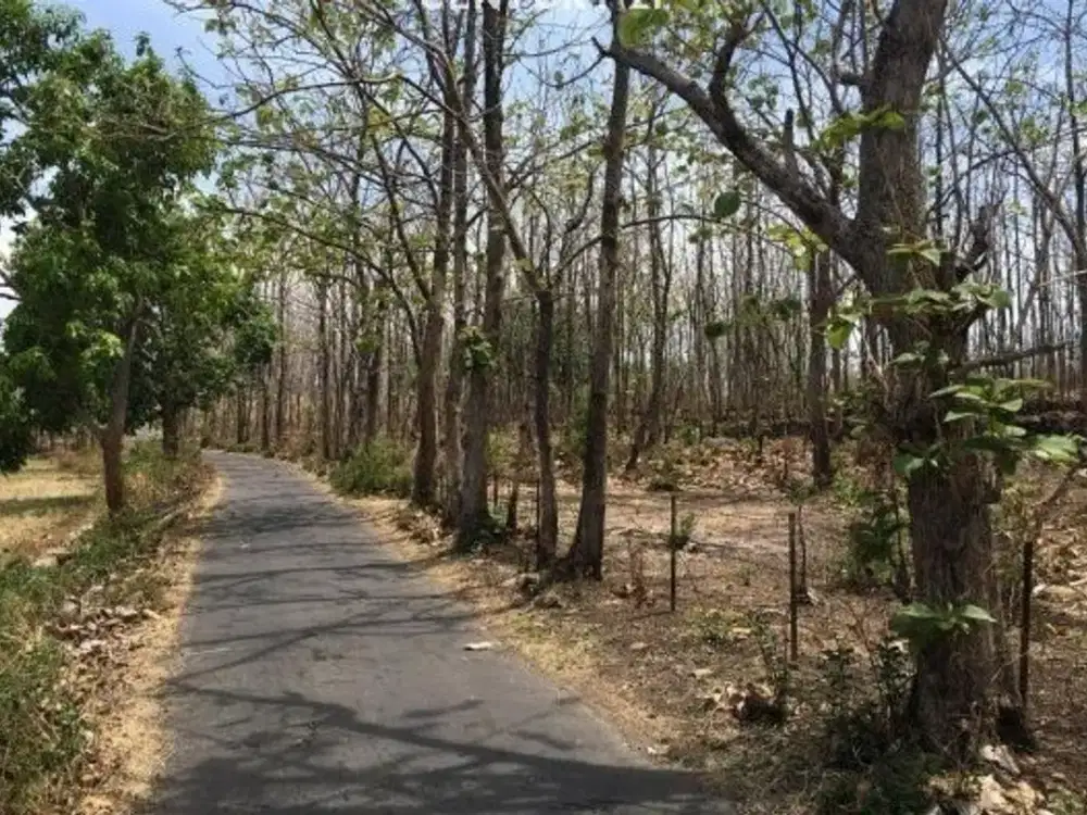 Dijual CEPAT Hutan Jati Di Desa Milir Nganjuk