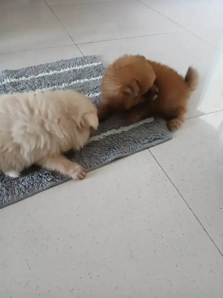 Open Adoption Anakan POM