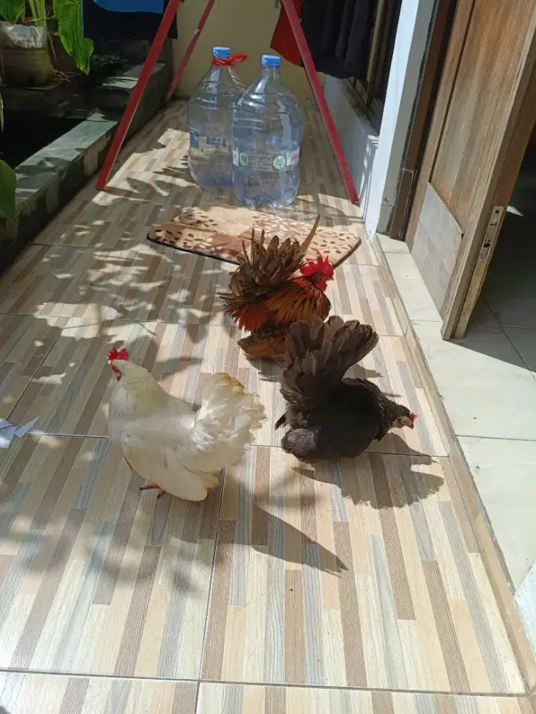 Ayam Kate ceper 3 ekor