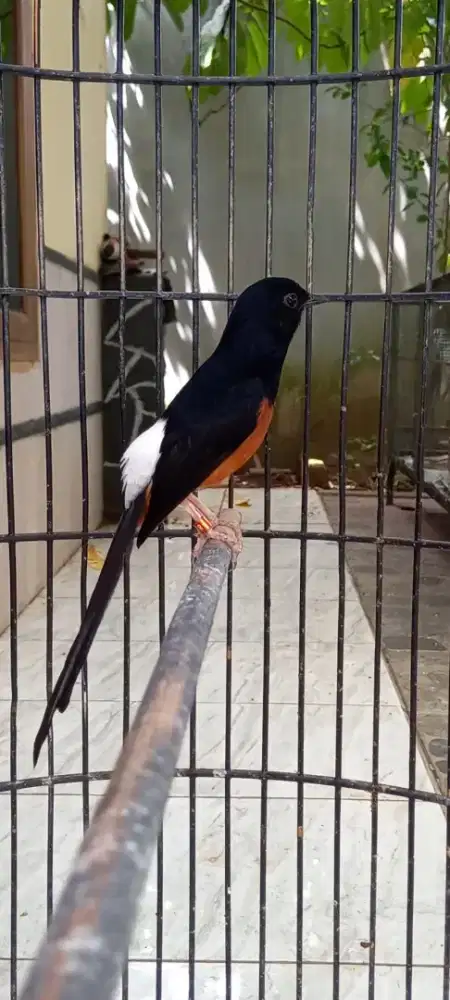 Murai batu berikut sangkar