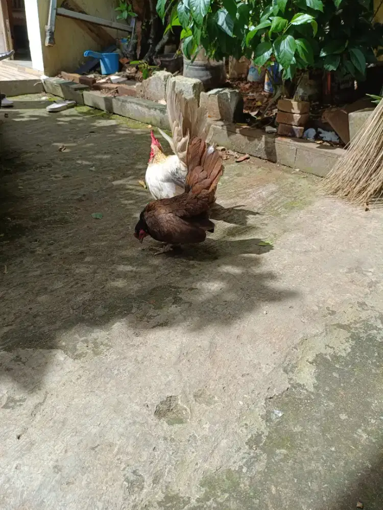 ayam kate ori berkualitas sepasang