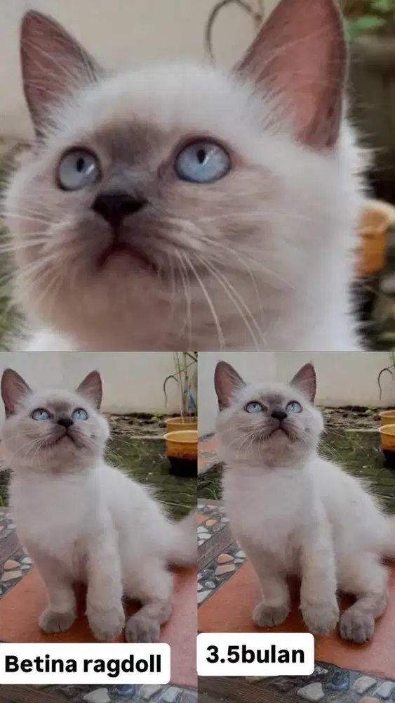 Kitten betina ragdoll