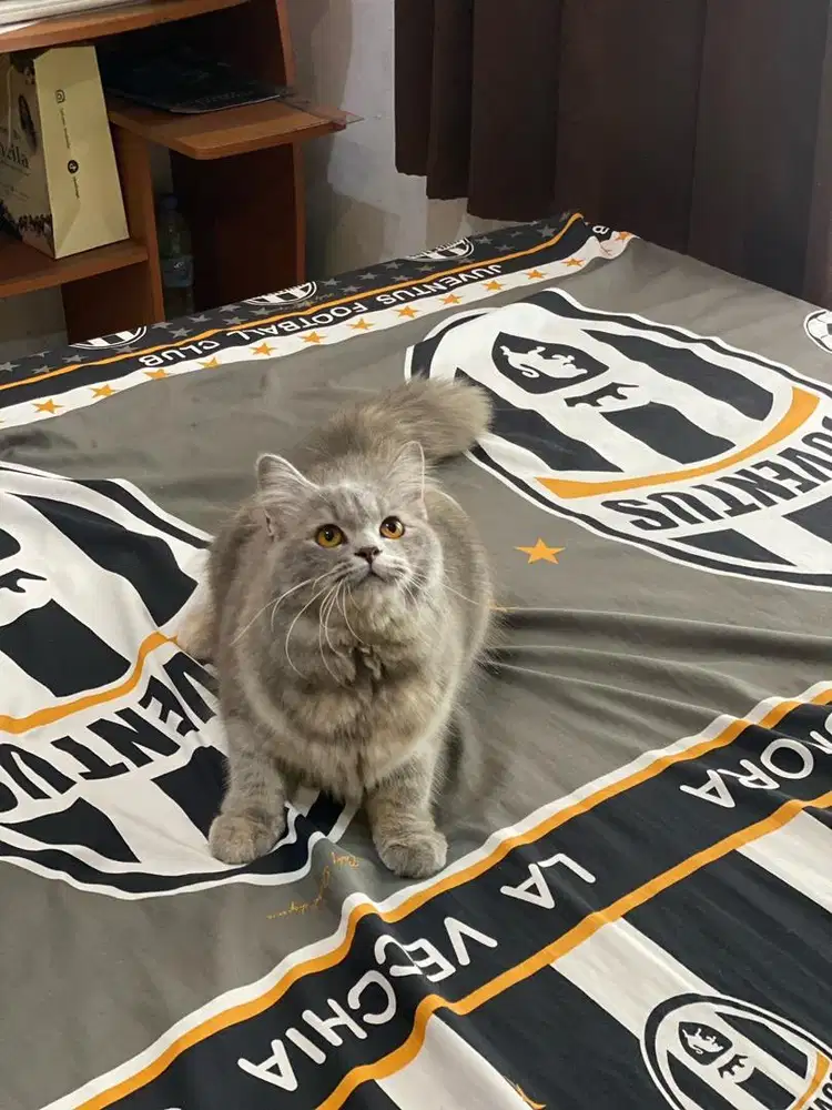 British longhair muchkin NS