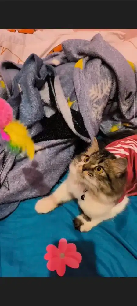 Persia medium betina