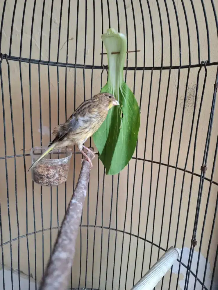 Kenari paud YS Jumbo MURMER