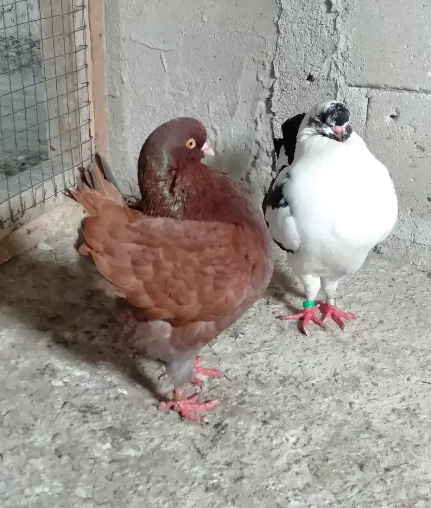 Merpati Hias American Modena Schietti