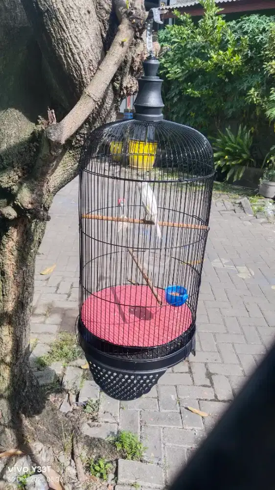 Kenari AF putih gacor